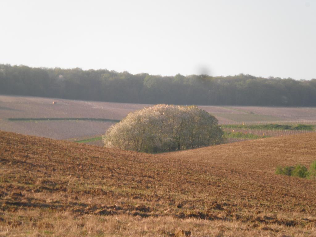 Domaine Du Moulin De L'Etang Panzió Châtillon-sur-Marne Kültér fotó