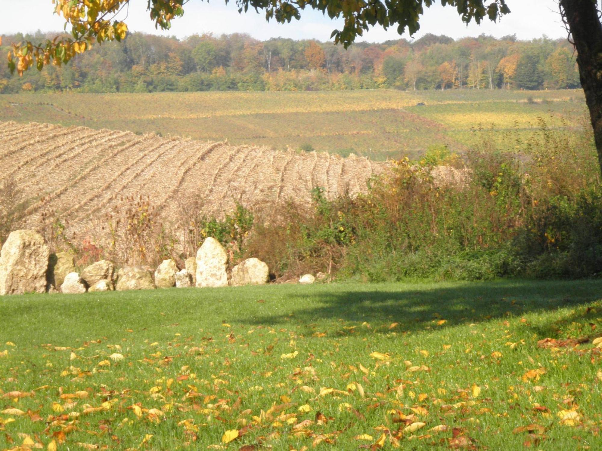 Domaine Du Moulin De L'Etang Panzió Châtillon-sur-Marne Kültér fotó