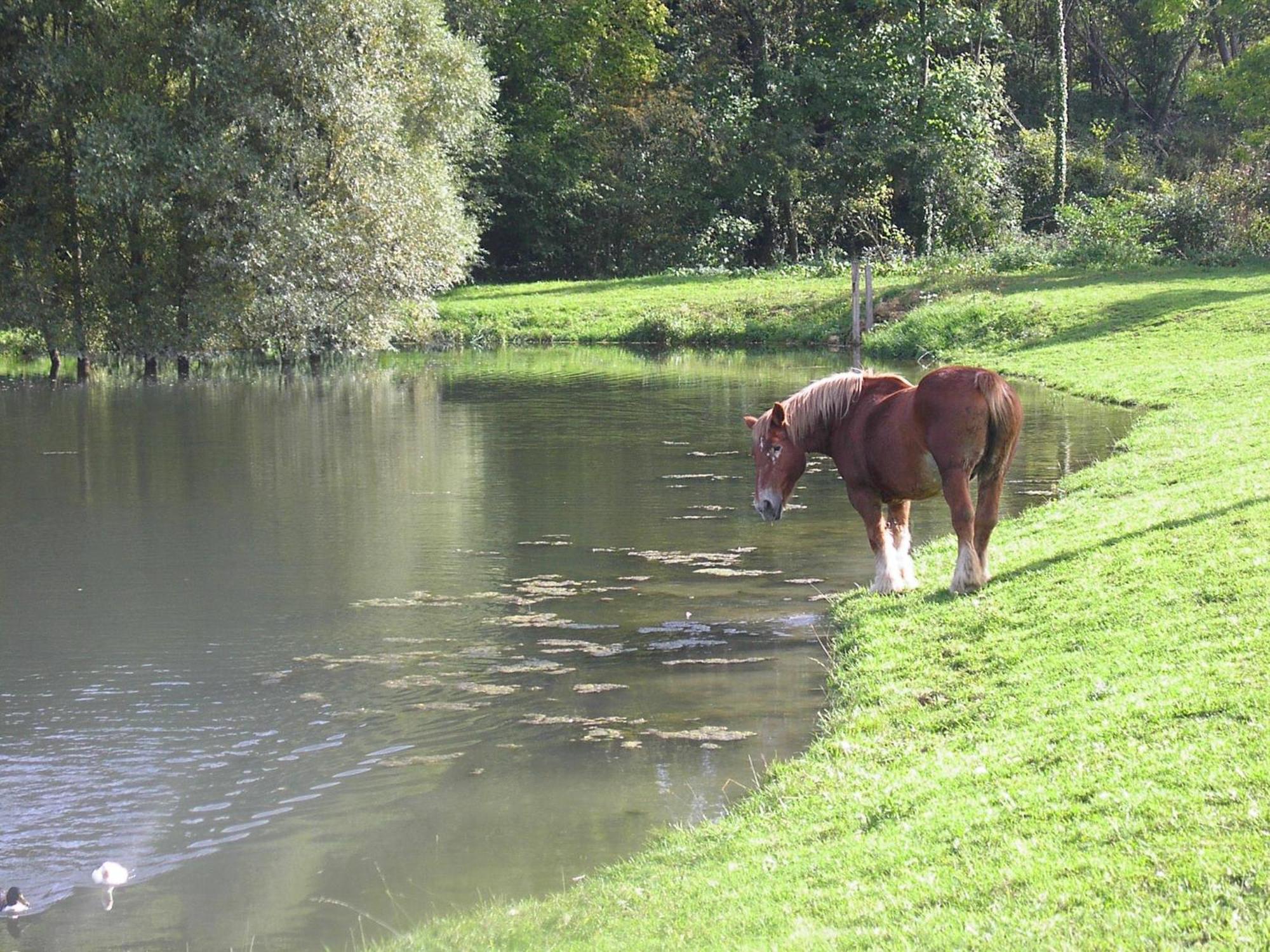 Domaine Du Moulin De L'Etang Panzió Châtillon-sur-Marne Kültér fotó